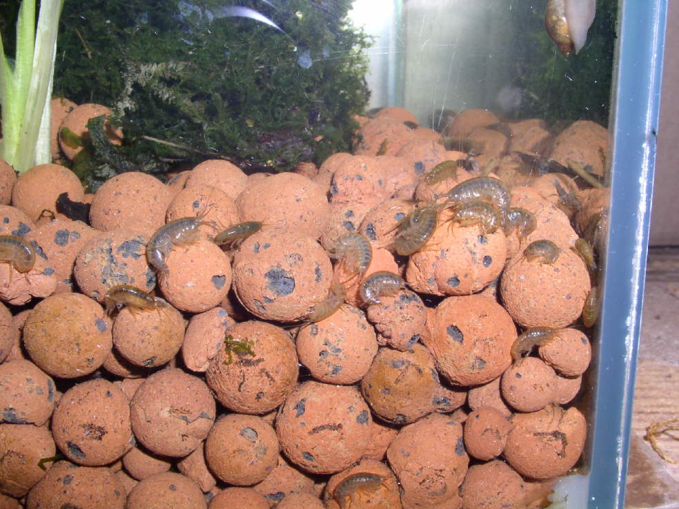 Gammares cachs dans les billes d'argile de l'aquarium